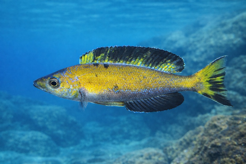 Cyprichromis microlepidotus 'Mukindu'